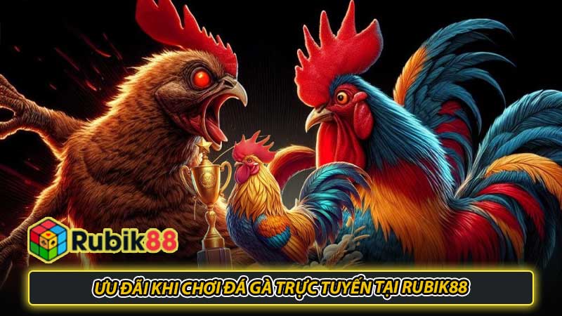 Ưu đãi khi chơi đá gà trực tuyến tại Rubik88